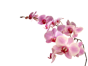 Orchid